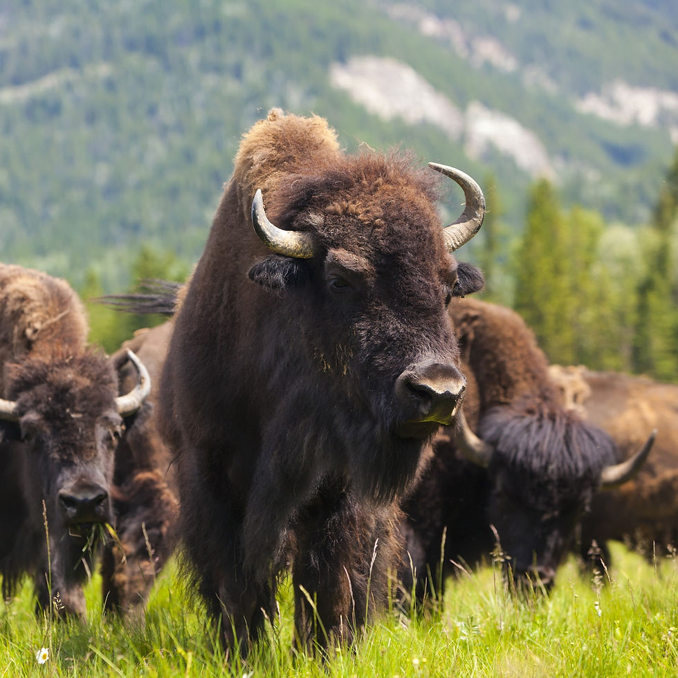 American Bison