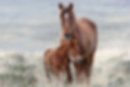 Thumbnail: Case Study: Wild Horses (Teacher & Student Edition)