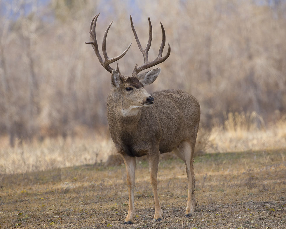Thumbnail: Case Study: Mule Deer (Teacher & Student Edition)