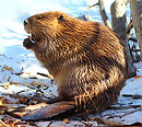 Beaver