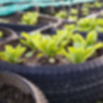 Sustainable Agriculture