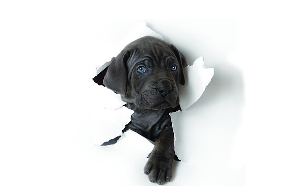 black-dog-wallpapers-high-definition-On-Wallpaper-1080p-HD.jpeg