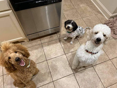Gypsy and Astro, Standard Poodles
