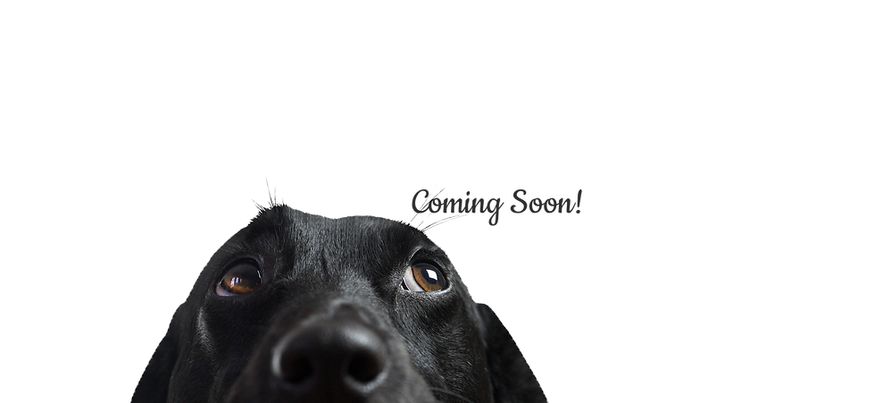 Mill Pond's Spring Diving Specialties Event