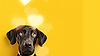 Mill Pond Kennel Dog_edited_edited.jpg
