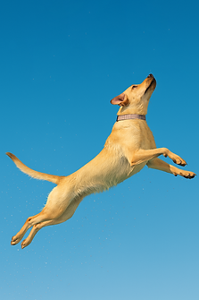 4b1af124-57b7-4dd9-a1d5-2943a24ab3a3 copy.png