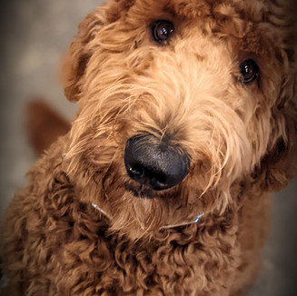 SIMON
