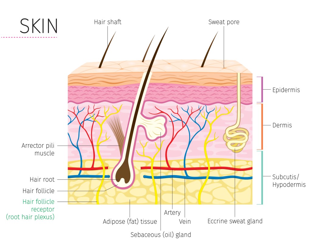 What is the fascinating truth about your skin's hidden memory system?