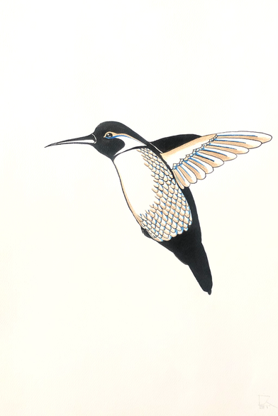 Colibrí 2