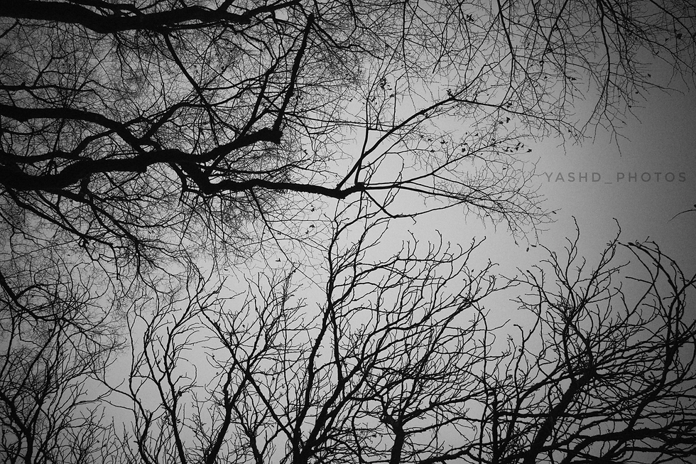 194936_original_6240x4160-01