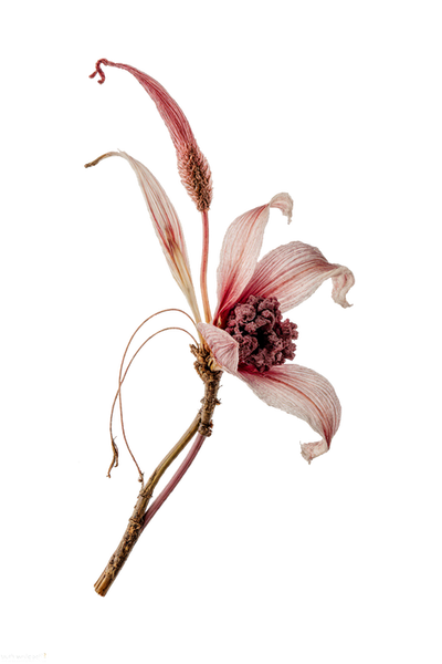 flor.kapia.inspo.png