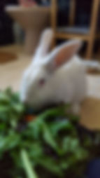Lapin en visite à domicile