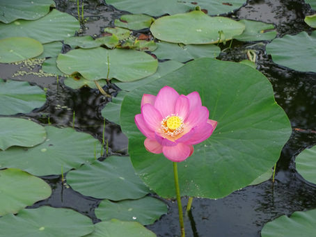 大賀ハスの開花