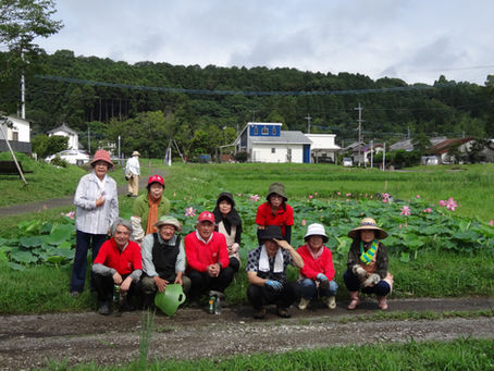 フジバカマ畑の草取り作業