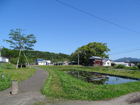 大賀ハスの育成