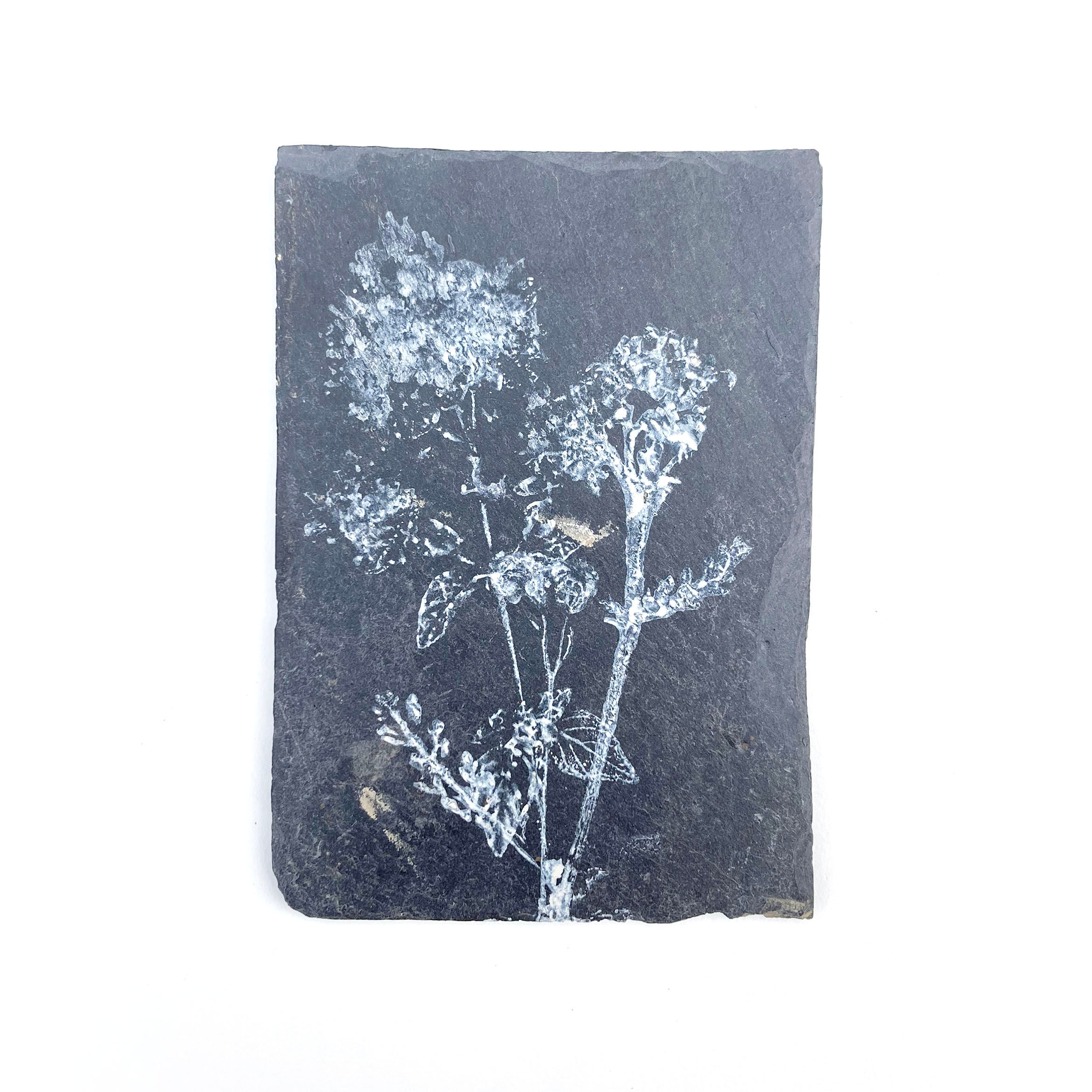 Origan monochrome - 7 x 10,5 cm