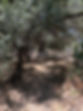 IMG_0711.jpeg