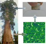 Multifunctional High-Performance Biofibers based on Wet-Extrusion of Renewable Native Cellulose Nano