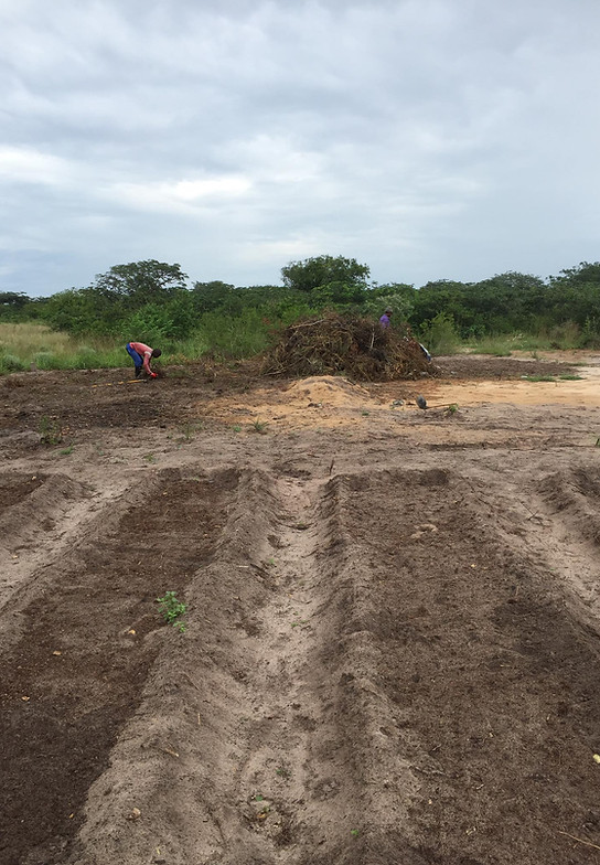 Clearing bush for new gardens