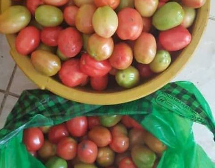 Fresh Tomatoes just picked