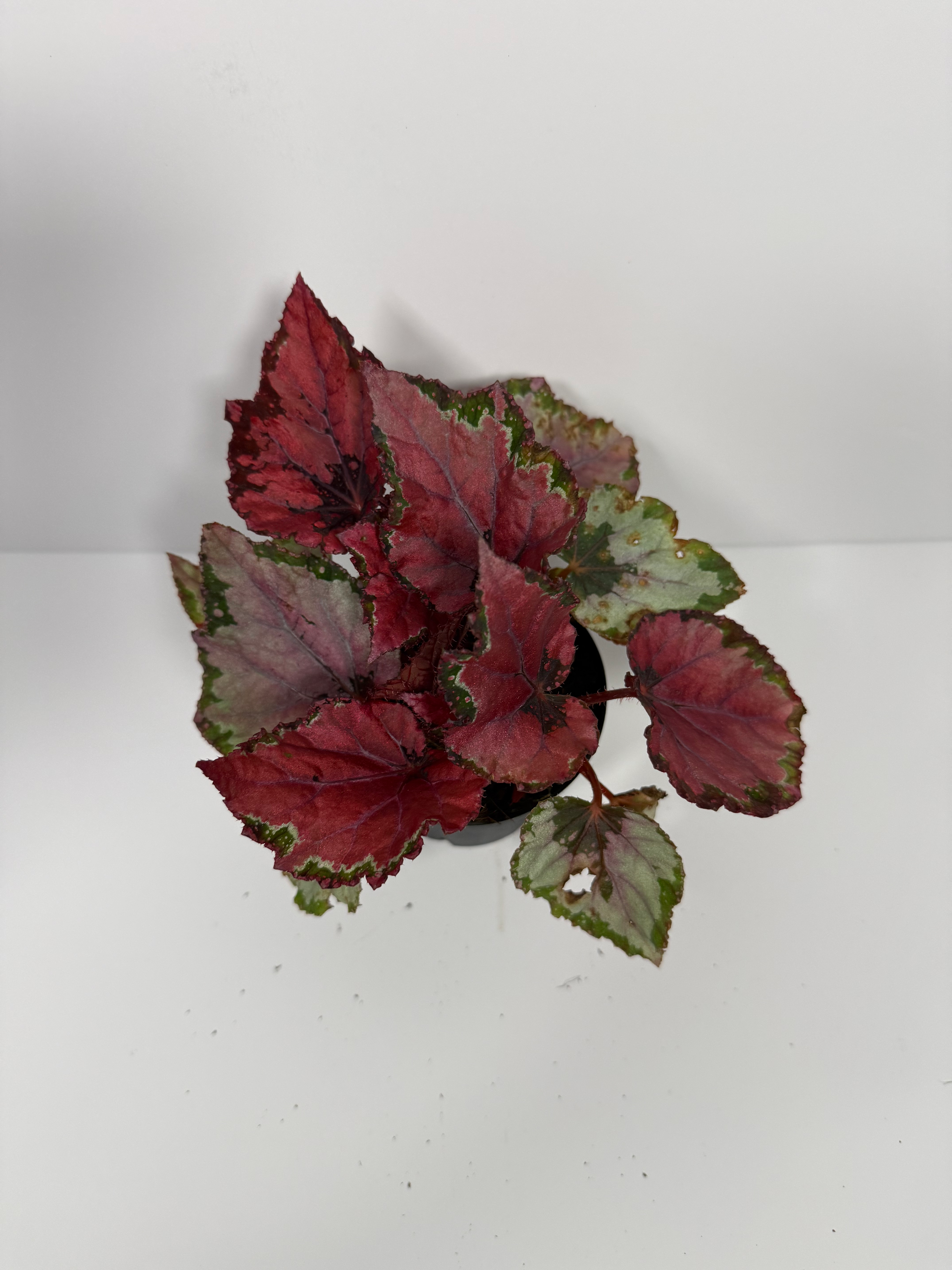Begonia Rex assortment
