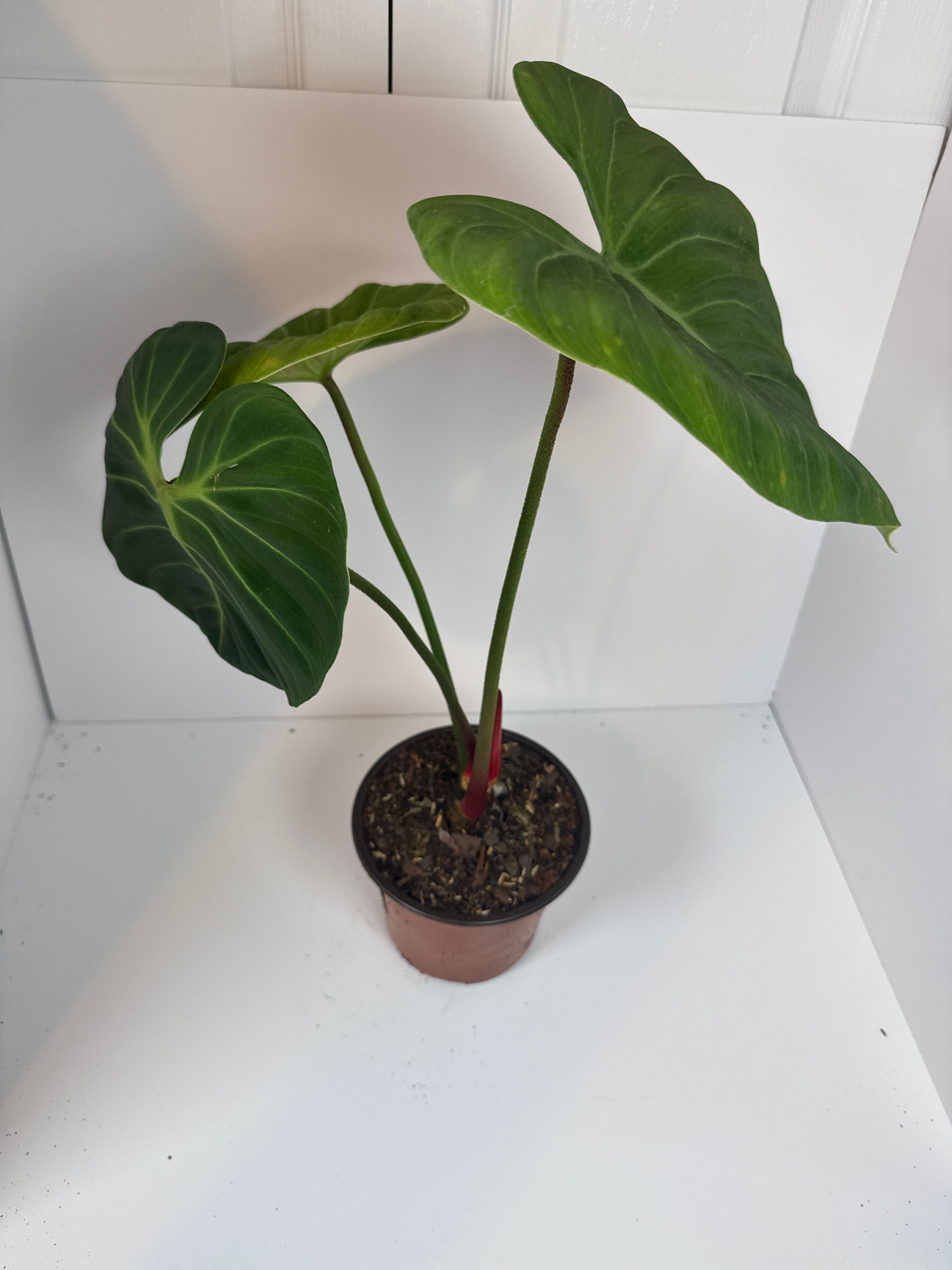 Philodendron rubrijuvenile