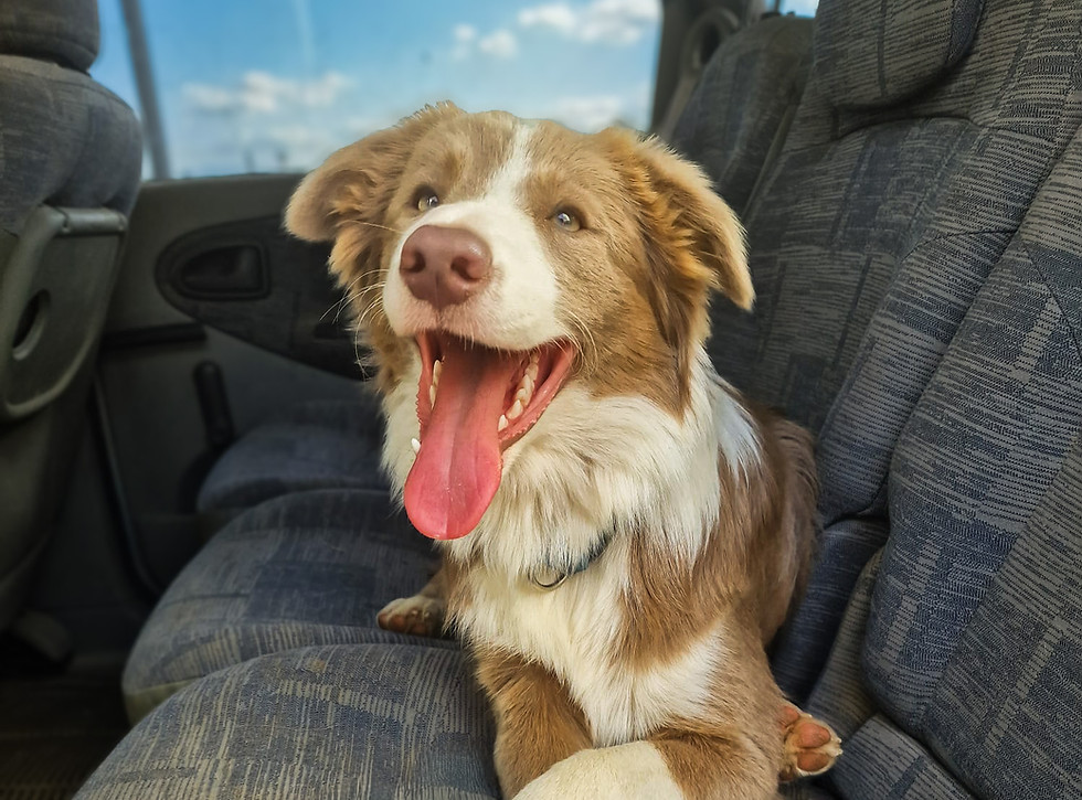 Chiot issu d'un élevage de border collie assis dans une voiture.