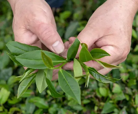 li-close-up-of-tea-leaves.webp