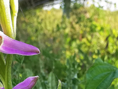 Biodiversité : Et si l'innovation était la grande alliée du vivant ?