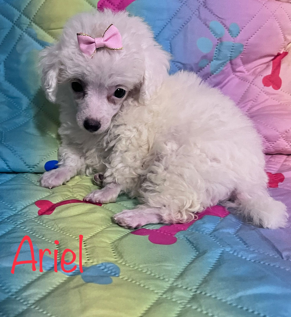 Thumbnail: White female toy poodle 8 weeks old - CKC registered 