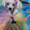 Thumbnail: White female toy poodle 8 weeks old - CKC registered 