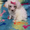 Thumbnail: White female toy poodle 8 weeks old - CKC registered 