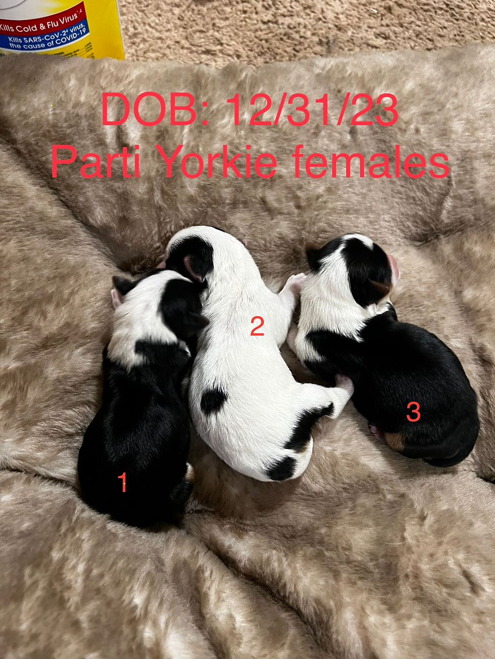 Thumbnail: Parti Yorkie Female