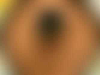 ヒデちゃんのシフォンケーキ