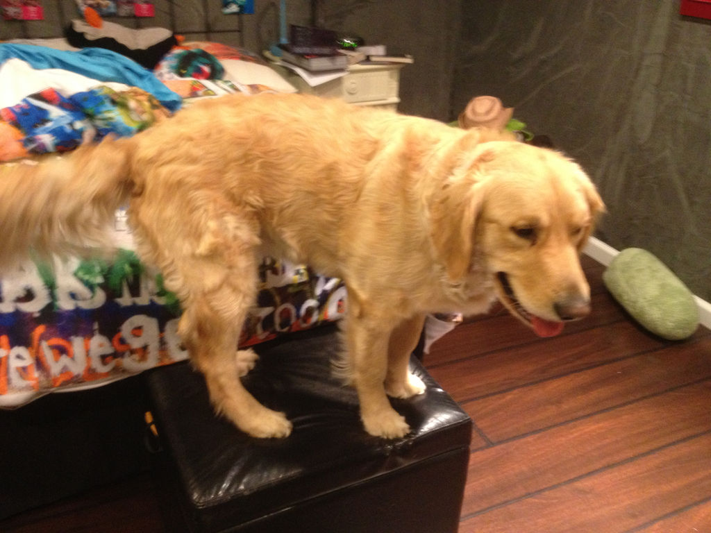 grain free dog food tufts