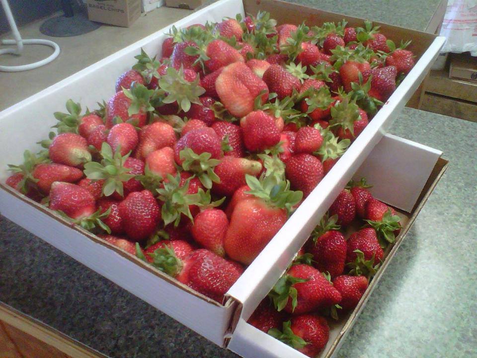 Pick Your Own Strawberries