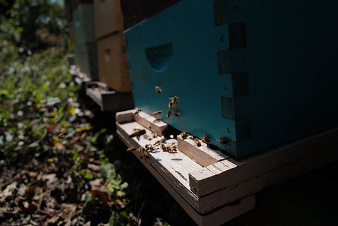Bees.JPG