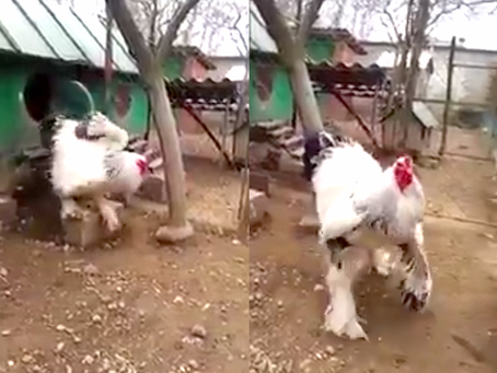 Pretty Big Chicken