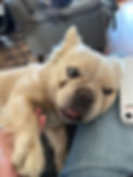 IMG_1571.jpeg