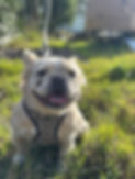 IMG_1441.jpeg