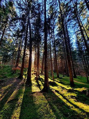 Morgenstimmung (1).jpg