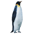 Aguarela Pinguim 3