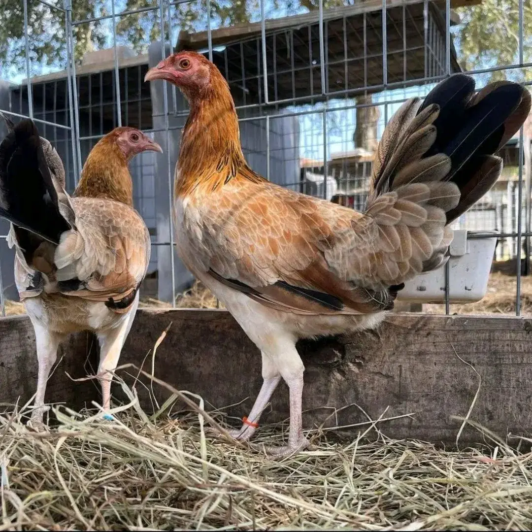 Roundhead pullets 