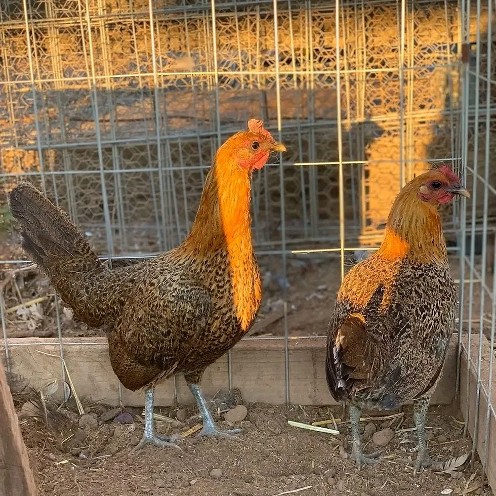 Thumbnail: Redquil hens 