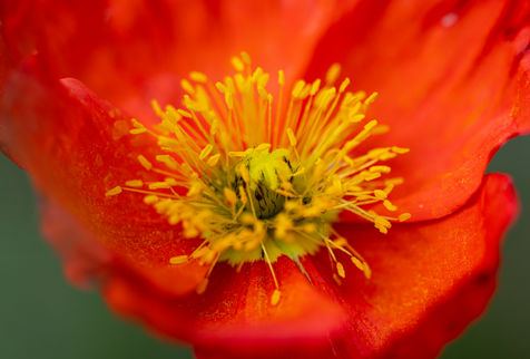 Poppy Flower