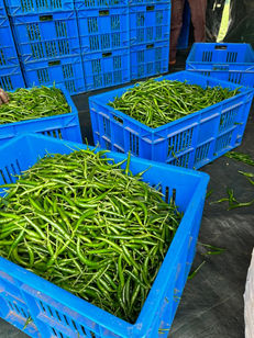 Outgrower Program Export Crates