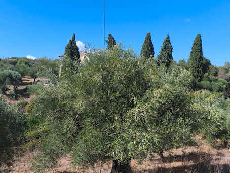Olive oil from Methoni