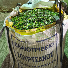 Authentiic Greece, Olive Oil