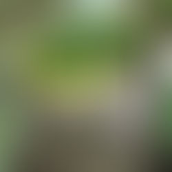 Authentiic Greece, Olive Oil