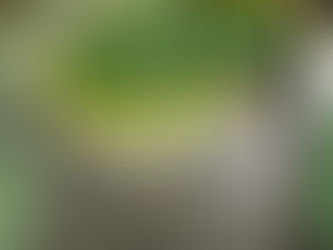 Authentiic Greece, Olive Oil